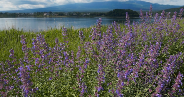 Fujisan and Lavender field in Kawaguchiko in Japan