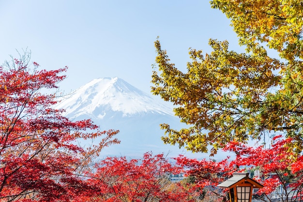 Fujiyama and red maple tree