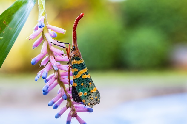 꽃에 fulgorid 벌레 (Planthopper).