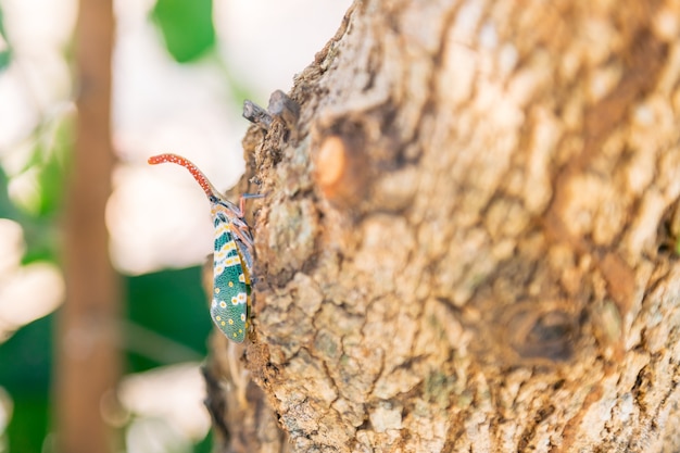 Fulgorid bug (Pyrops candelaria) on tree