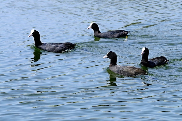 Fulica atra - The common coot is a species of bird in the Rallidae family. 