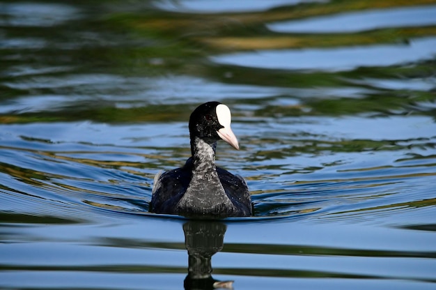 Fulica atra - 일반적인 물닭은 Rallidae 계통의 새입니다.