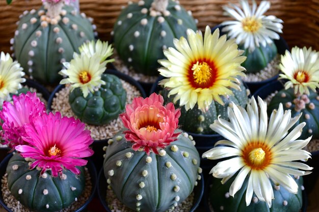 Photo full basket of blooming astrophytum asterias flowers