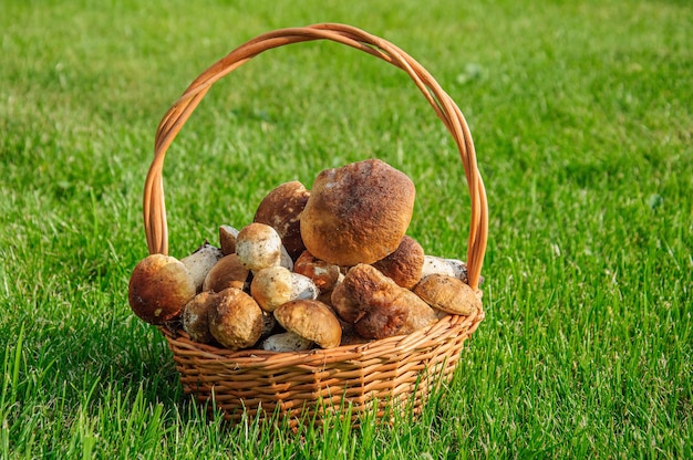 A full basket of boletus is standing on a green lawn