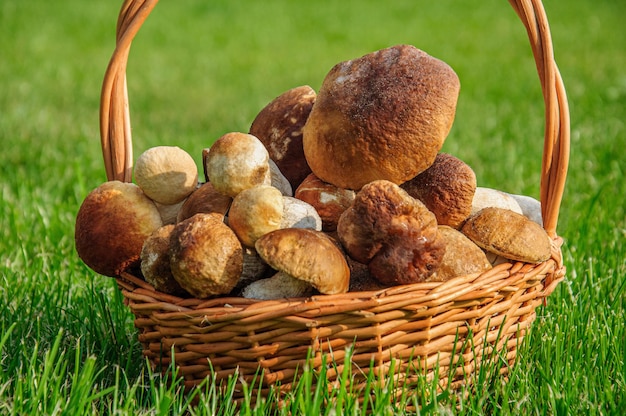 A full basket of boletus is standing on a green lawn