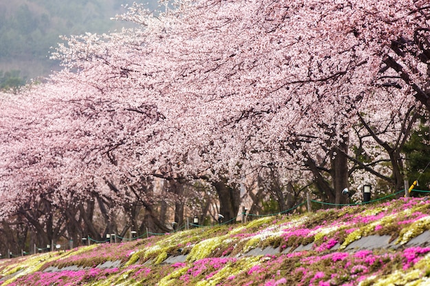 河口湖ノースショアレイクでピンクの苔前景が満開の桜