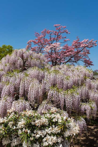 Full bloom of Wisteria blossom trees and Indian Azaleas Rhododendron simsii flowers in springtime