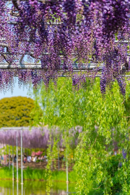 Full blooming Purple Giant Double flowered Wisteria blossom trellis