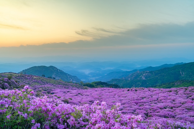 a full-blown royal azalea.