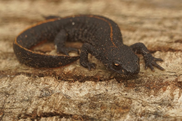 안탈로비아 크레스트드 트리트 (Triturus anatolicus) 의 육상 유아의 전체 몸의 근접 사진