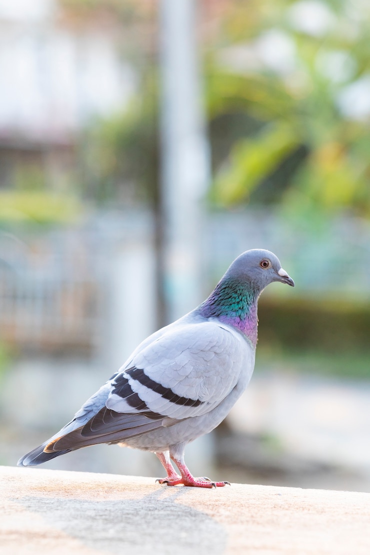 Photo ホーミングハトの鳥の全身