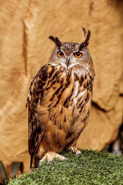 写真 立っているユーラシアのワシミミズクの全身