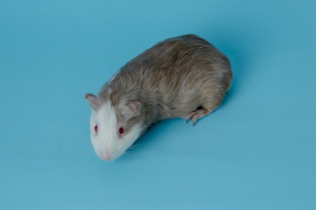 full body photo of guinea pigs Premium Photo