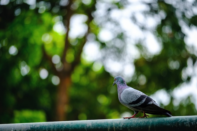 緑の自然の背景に立っているハトの鳥の全身