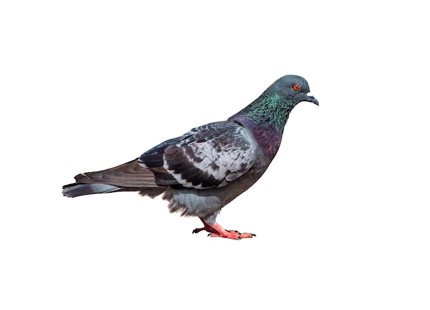 Full Body Side view of pigeon bird standing isolate on white background with clipping path gray pigeon