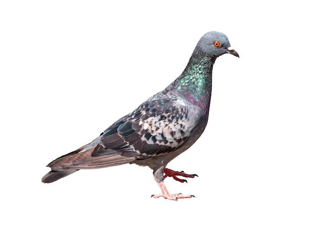 Full body of standing pigeon bird isolate on transparent background PNG filex9