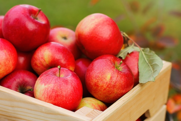 A full box of fresh red organic apples in close-up in the autumn garden. The concept of harvesting. side view.