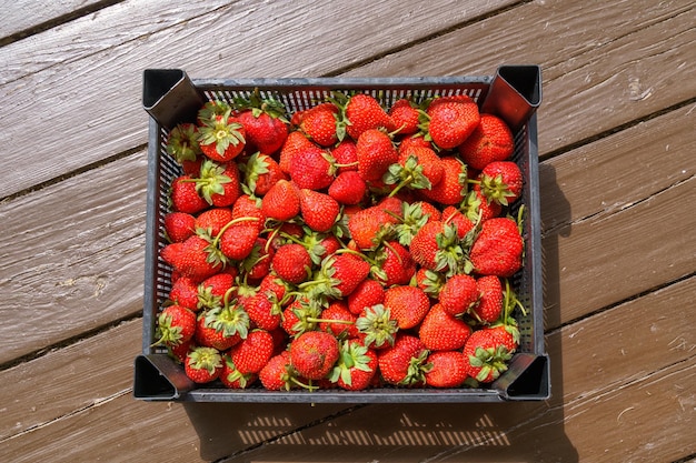 A full box of fresh strawberries in the garden of a country house