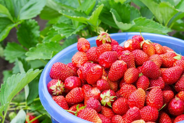 Full bucket of freshly picked strawberries in summer garden