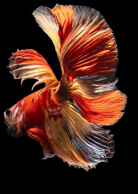 Full color halfmoon simaese fighting fish