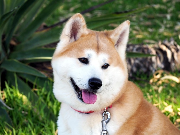 Full face portrait of an Akita Inu dog