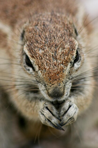 Foto ritratto completo del viso dello scoiattolo terrestre xerus inauris nel parco nazionale di etosha, in namibia