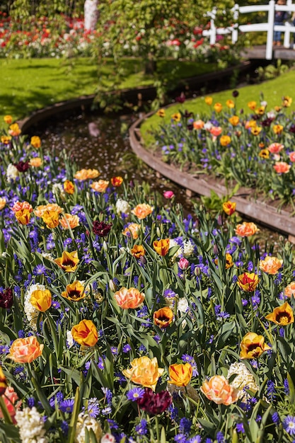 Full field of beautiful yellow purple and pink open blooming tulip flower with green leaves and grass background on a sunny summer day on a countryside Nature wallpaper Flower garden or meadow