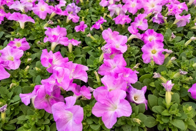 Full frame achtergrond van roze petunia planten bloeien