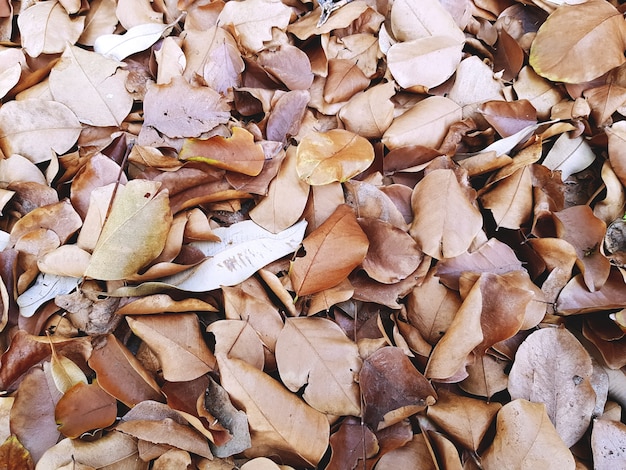 ガーデンの乾燥葉のフルフレームの背景