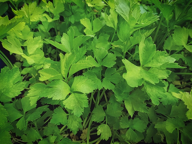 新鮮なグリーンセロリの植物のフルフレームの背景