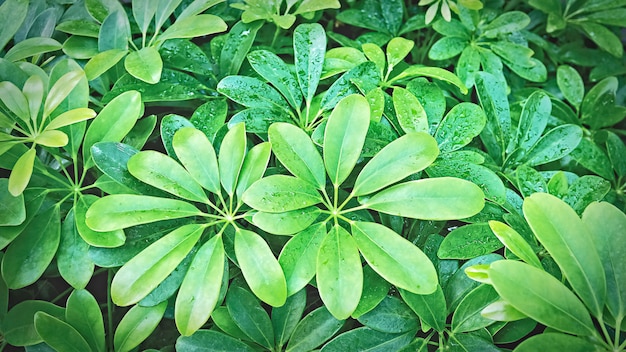 Full Frame Background of Fresh Green Plants