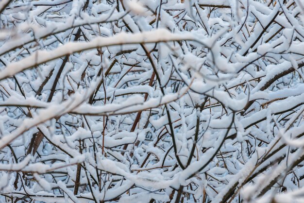 Full frame background of frozen branches pattern at daylight