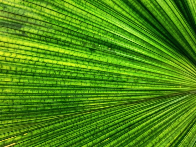 Полный кадр фона текстуры зеленых пальмовых листьев