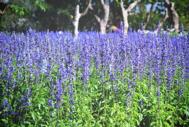 Full Frame Background of Lavender Flower Field