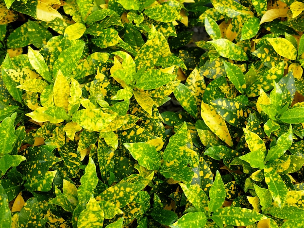 Full Frame Background of Yellow Green Croton Plant