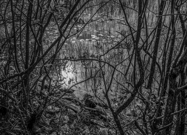 Photo full frame of bare trees in forest