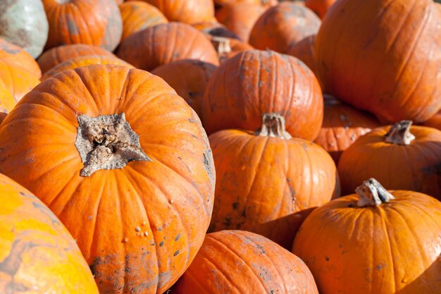 Full frame close-up at pile of freshly collected pumpkins from the field in autumn