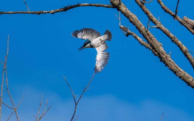 Full frame close-up view of a bird diving off a branch with wings out stretched forward