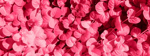 Full frame floral background closeup in color viva magenta
floral background color of the year 2023