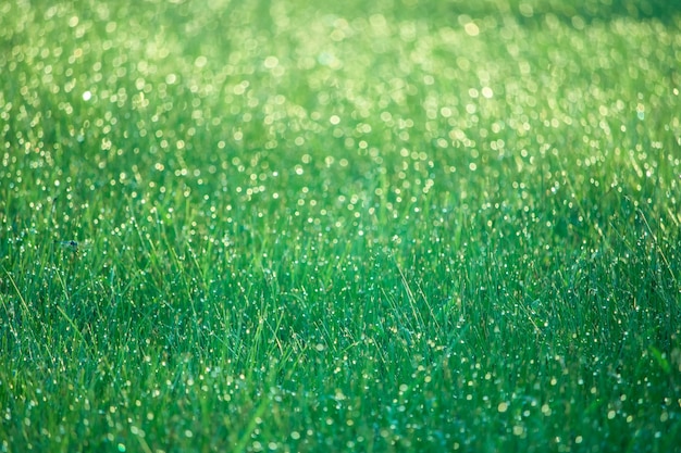 Photo full frame of grass