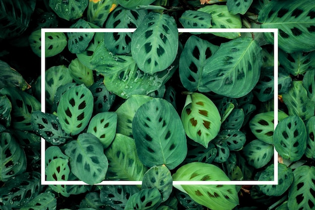 Полный кадр из зеленых листьев фона с белой рамкой тропических листьев