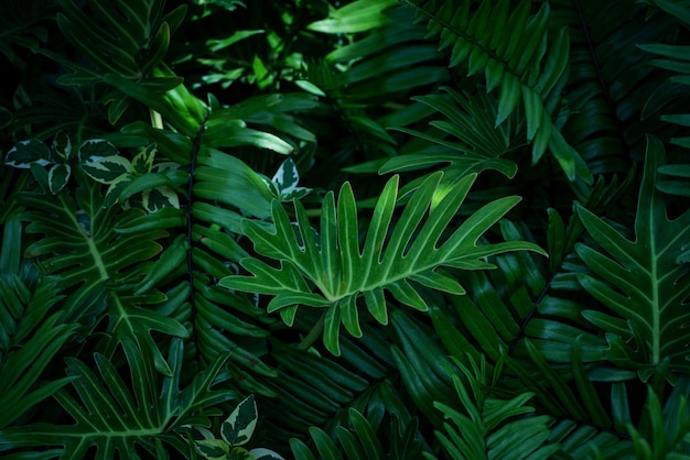 full frame of green leaves pattern background nature lush foliage leaf texture  tropical leaf