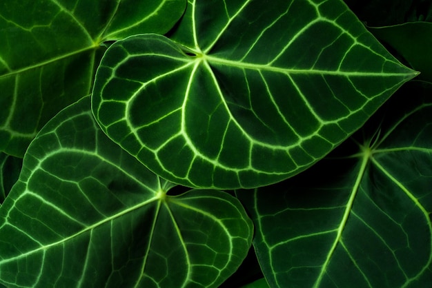 Foto frame pieno di foglie verdi, sfondo naturale, fogliame lussureggiante, consistenza delle foglie tropicali.