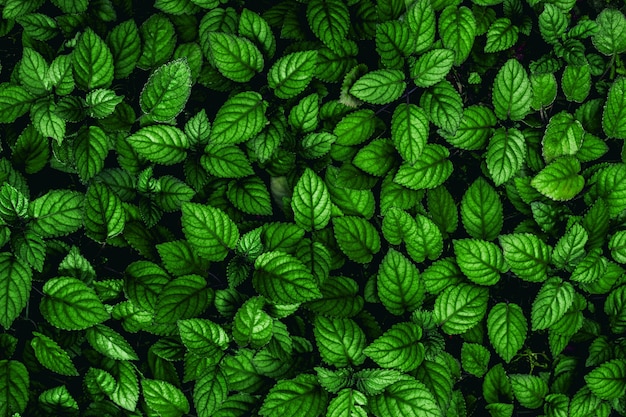 녹색 잎 패턴 배경의 전체 프레임