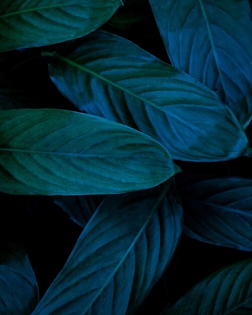 Full frame of green leaves texture background tropical leaf