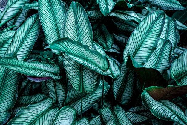 Full Frame of Green Leaves Texture Background