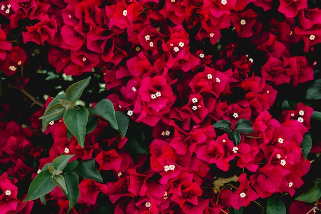 Full frame image of red bougainvillea flowers