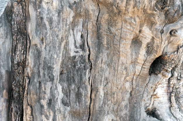 Immagine full frame della corteccia swirly sul tronco dell'albero grigio concetto di natura e texture