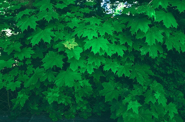 Photo full frame of leaves