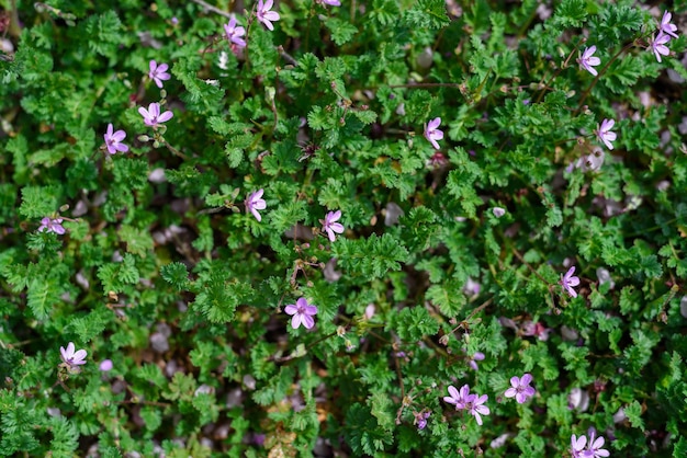 Full frame levendige groene en paarse violette bloemen